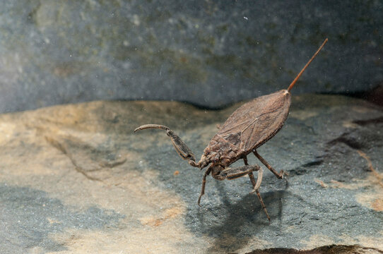 Nepidae Water Scorpion