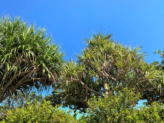 ビョウタコノキの枝葉