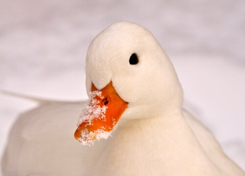 Closeup of White Call Duck with Snow on its Orange Beak