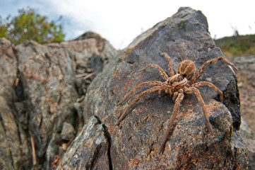 Fototapete bei efototapeten.de bestellen   