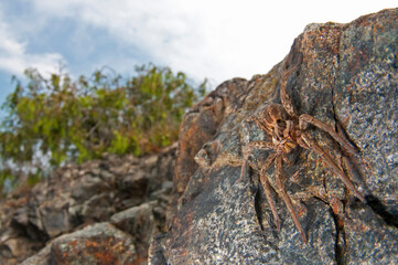 Wolf spider (Hogna radiata) in its habitat, Cinque Terre National Park, Italy.