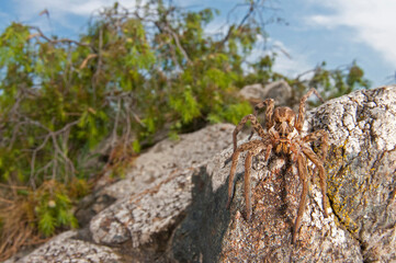 Wolf spider (Hogna radiata) in its habitat, Cinque Terre National Park, Italy.