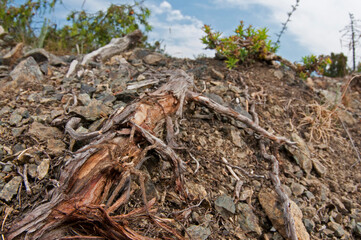 Wolf spider (Hogna radiata) in its habitat, Cinque Terre National Park, Italy.