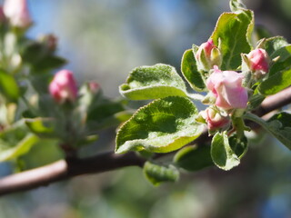  Apple TREES IN bloom in spring