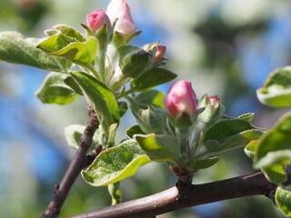 Obraz na płótnie Canvas Apple TREES IN bloom in spring