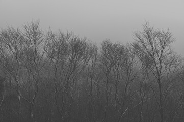 四国愛媛県瓶ヶ森の初冬