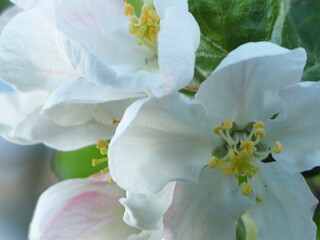  Apple TREES IN bloom in spring
