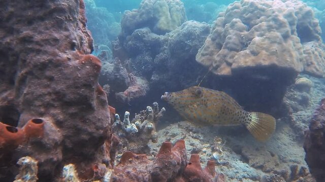 filefish at coral in the sea