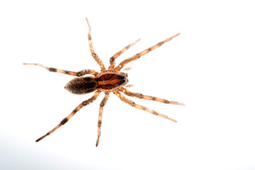 Wolf spider (Hogna rdiata) female on white background, Italy.