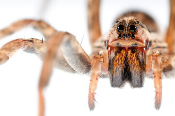 Wolf spider (Hogna rdiata) female on white background, Italy.