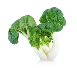 mini bok choy or bok choy isolated on white background