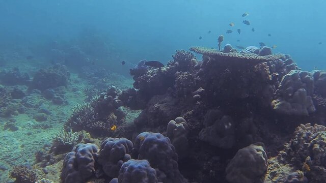 plants on corals on the seabed