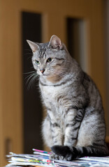 じっと見る猫　サバトラ猫