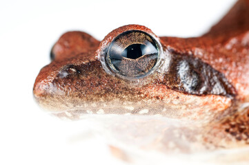Italian stream frog (Rana italica) on white background, Italy.