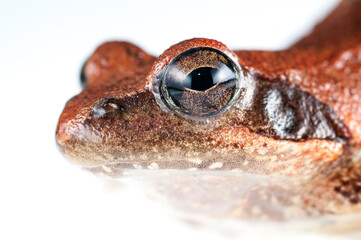 Italian stream frog (Rana italica) on white background, Italy.