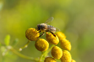 Bee on a a tansy flower or bitter buttons plant pollinating, macro close up, natural background. Bee on a yellow wild flower.