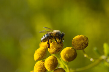 Bee on a a tansy flower or bitter buttons plant pollinating, macro close up, natural background. Bee on a yellow wild flower.