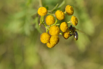 Bee on a a tansy flower or bitter buttons plant pollinating, macro close up, natural background. Bee on a yellow wild flower.