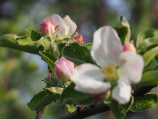 Obraz na płótnie Canvas Apple TREES IN bloom in spring