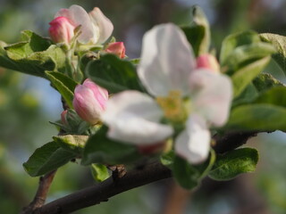 Fototapeta premium Apple TREES IN bloom in spring