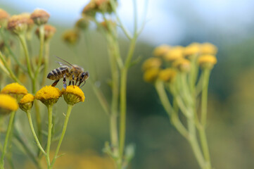 Bee on a a tansy flower or bitter buttons plant pollinating, macro close up, natural background. Bee on a yellow wild flower.