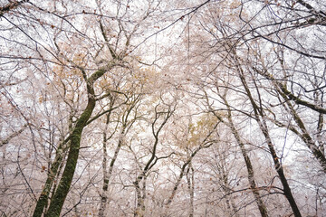 Frozen Leafless trees view from bottom up