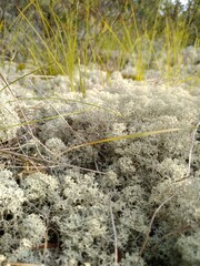 ants on the ground