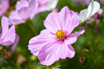 Pink garden cosmos flower, mexican aster in the wild, green background, big purple, pink and white petals,