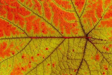 Feuille de vigne marronne 