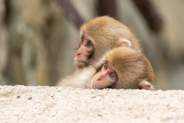 興味津々なニホンザルの子供