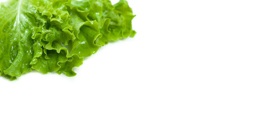 Green lettuce isolated on white background.