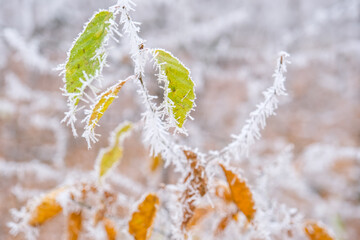 Frozen leaves in the forest