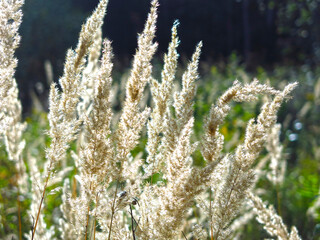 panicles of grass swing in the evening sun in a field in August