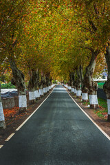 Straight road with a row of trees on both sides forming a tunnel with their autumn colored leaves.