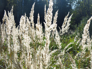 panicles of grass swing in the evening sun in a field in August