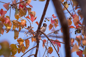 木にとまるスズメ