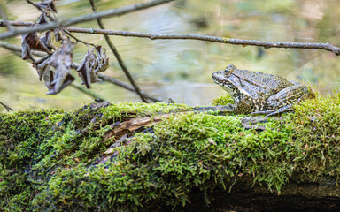 Grenouille dans son habitat à Champittet
