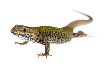Common wall lizard (Podarcis muralis) on white background, Italy.