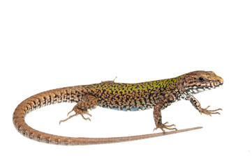 Common wall lizard (Podarcis muralis) on white background, Italy.