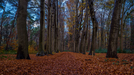 Waldweg mit Herbstlaub