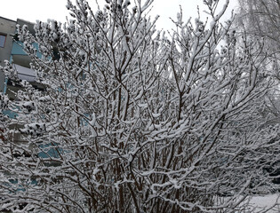 Kraków zima śnieg poranek mroźny dzień