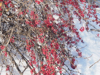 THE FRUIT OF BARBERRY IN THE WINTER