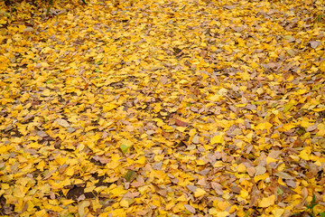 yellow autumn leaves