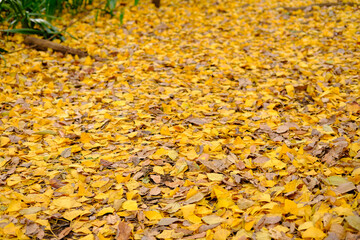 yellow autumn leaves