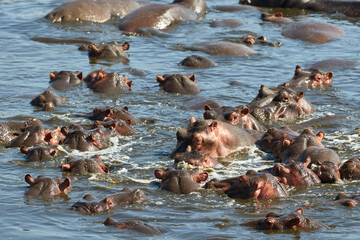 Group of hippos in the river in Serengeti