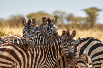 Naklejka premium A herd of zebras standing in the shade