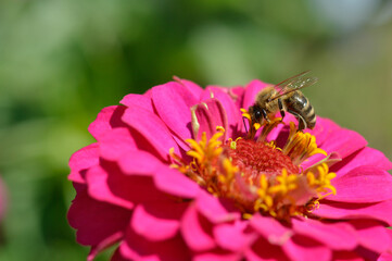 Bee on a pink elegant zinnia flower, close up, macro, big pink flower, bee pollinating and feeding.