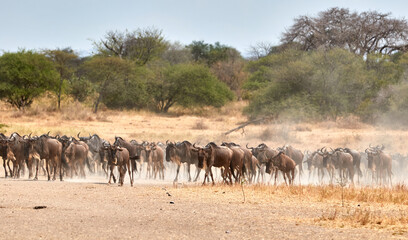 Naklejka na ściany i meble The great migration of wildebeest
