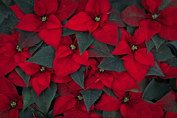 red poinsettia blossoms in christmas time, close up