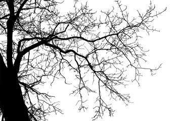 Realistic tree branches silhouette on white background. Natural branch on white 